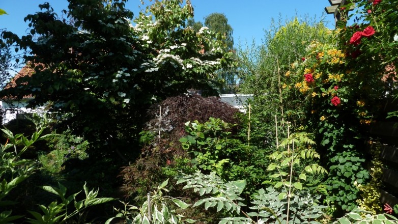 Gehölzgemeinschaft: Cornus kousa "Selektion Kordes" und Acer palmatum "Orangeola"; dazu unten rechts Aralia elata variegata, Lonicera tellmanniana und Rosa "Sympathie" (aufgenommen am 17. Juni)