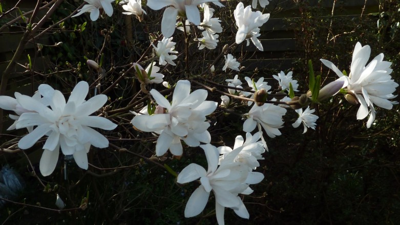 Magnolia loebneri "Encore" (aufgenommen am 10. April)