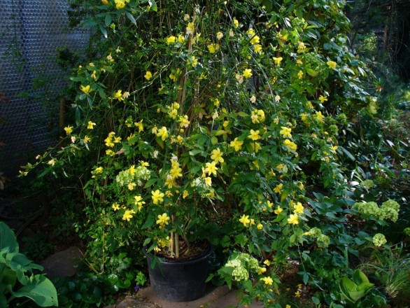 Jasminum mesnyi (aufgenommen am 26. April)