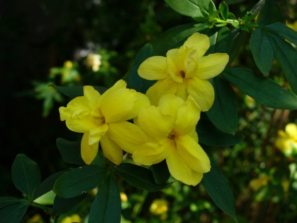 Jasminum mesnyi