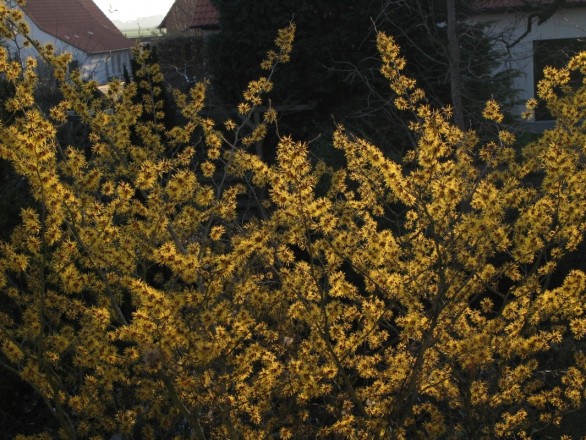 Hamamelis "Barmstedt's Gold"