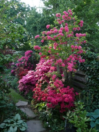 Oben: Rhododendron luteum "Homebush" (aufgenommen am 21. Mai)