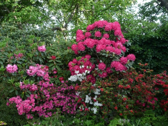 Oben: Rhododendron yakushimanum "Astrid", unten: japanische Azaleen (aufgenommen am 18. Mai)