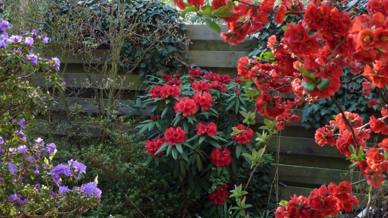 Rhododendron strigillosum und japanische Zierquitte "Nicoline", Rhododendron "Blaufeder" (aufgenommen am 20. April)