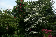 Cornus kousa "Selektion Kordes" und Rose "Tradition 95" Kordes