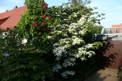 Cornus kousa "Selektion Kordes" und Rose "Tradition 95" Kordes