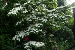Cornus kousa "Selektion Kordes"