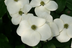 Cornus kousa "Charlottes Traum"