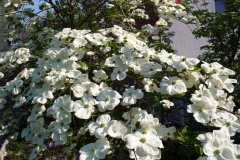 Cornus nuttallii "Eddie's White Wonder"