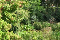Cornus kousa "Selektion Kordes"
