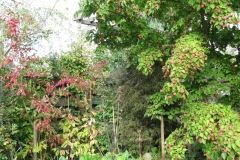 Cornus kousa "Selektion Kordes"