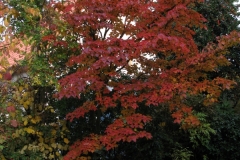Cornus kousa "Selektion Kordes"