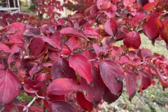 Cornus kousa Sel. Kordes