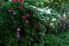 Pieris, Rosa "Hansaland", Clematis "Ville de Lyon", Cornus Kousa