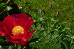 Paeonia "America"