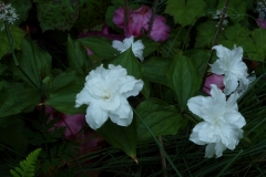 Trillium grandiflorum plenum