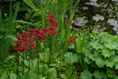 Primula japonica