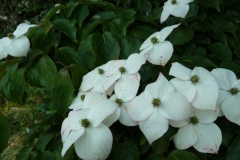 Cornus kousa "Selektion Kordes"