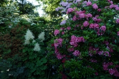 Aruncus dioicus, Kalmia latifolia "Nancy" und Kalmia latifolia "Pink Charm"