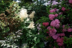 Aruncus dioicus, Kalmia latifolia "Nancy" und Kalmia latifolia "Pink Charm"