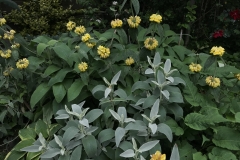 Phlomis fruticosa, Phlomis \"Edward Bowles\"