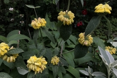 Phlomis fruticosa