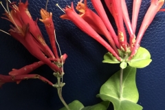 Lunicera sempervirens \"Major Wheeler\"