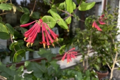 Lonicera sempervirens \"Major Wheeler\"
