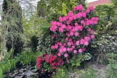 Teichumgebung mit Rhod. Astrid
