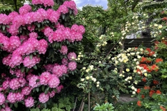 Rhod. Astrid, Rosa hugonis