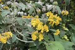 Phlomis fruticosa