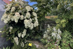 Hydrangea quercifolia \"Snowflake\" bzw. \"Hovaria\"