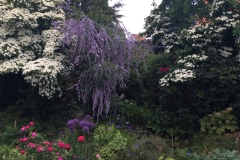 Cornus kousa Sel. Kordes, Buddleja alternifolia
