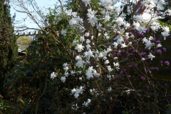 Magnolia loebneri "Encore"