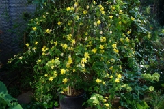 Jasminum mesnyi