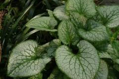 Brunnera macrophylla "Jack Frost"