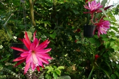 Phyllocactus