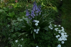 Scilla campanulata