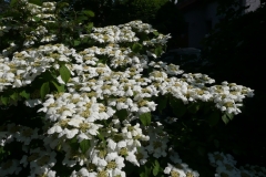 Viburnum plicatum "Cascade"