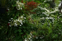 Schizophragma hydrangeoides