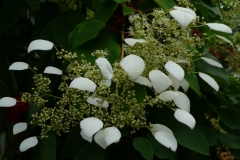 Schizophragma hydrangeoides
