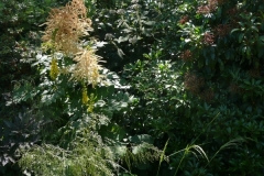 Deschampsia caespitosa und Aruncus dieuicus