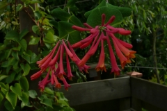 Lonicera sempervirens "superba"