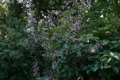 Thalictrum delavayi "Hewitt's Double"