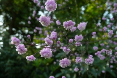 Thalictrum delavayi "Hewitt's Double"