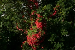 Tropaeolum speciosum