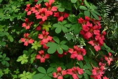Tropaeolum speciosum
