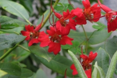 Tropaeolum speciosum