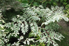 Aralia elata "Variegata"