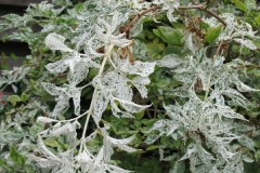 Holunder - Sambucus nigra Pulverulenta